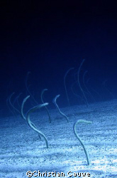 eels, dahab by Christian Cauwe 